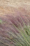 Hairawn muhly